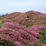 <b>소백산</b> 철쭉 26