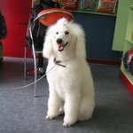 우리공주 스텐<b>다드</b> 푸들