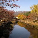 애기단풍’으로 유명한 백양사 단풍여행