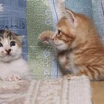 <b>반사</b>~ <b>반사</b>~ㅋ
