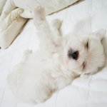 우리 <b>짱아</b>랍니다^^