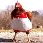 "닭에게 옷을 입히자" 닭 <b>패션쇼</b> 열려