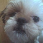울먹거리는 <b>몽이</b>..ㅋㅋ