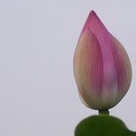 <b>연꽃</b>