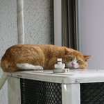 <b>따봉</b>고양이~~~v