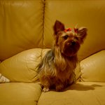 <b>야단</b> 듣고 있는 중....