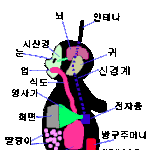 꼬꼬마텔레토비 <b>해부</b>