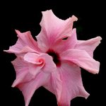 화려한 꽃잎 - <b>pink</b> (7)