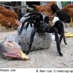 이것이 괴물 거미! ‘닭 잡아먹는 거미’ <b>화제</b>