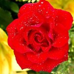 작은 <b>장미꽃</b>,,,
