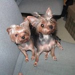 아래 <b>귀염둥이</b>의 실제 모습입니다~ ^^;;