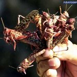 하늘에서 <b>메뚜기</b> 비가 내린다면?