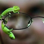 보기 귀한  희한한 동물들