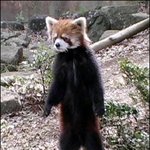사람처럼 서는 레서<b>팬더</b>