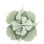 내면의 미를 느낀다, 예술로 승화된 x-ray <b>art</b>