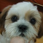 <b>칠복</b>이랍니다.