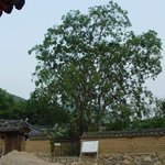 <b>천연</b>기념물 115호 - 독락당 중국주엽나무