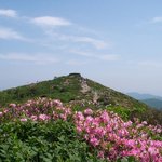 <b>소백산</b> 철쭉 28