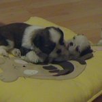 <b>밍키</b>네 가족 네번째 야기