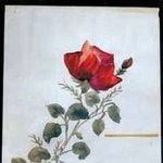 “jfk, 생일 축하드려요” ‘<b>먼로</b>의 장미’ 7만8000달러에 팔려