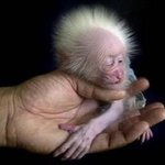 보기 귀한  희한한 동물들