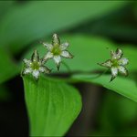 금강애기<b>나리</b>