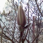 <b>목련</b>