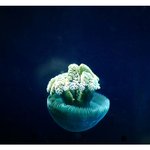 under the <b>sea</b> (18)