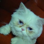 우리 <b>누누</b>랍니다..