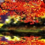 가을의 <b>단풍</b>