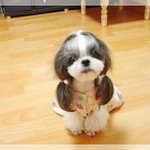 이쁜 <b>강지</b>