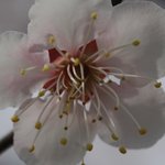 <b>살구꽃</b>