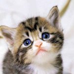 <b>슈렉</b> 고양이