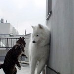 <b>조폭</b>고냥이닷~