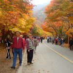 내장사 단풍 <b>인파</b> (11-3 현재) -2