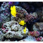 under the <b>sea</b> (19)