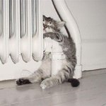 고양이들의 각기<b>각색</b> 잠자는모습~
