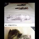 각양 <b>각색</b>의 고양이들