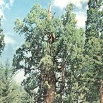 나무!!! 제네럴 셔먼 트리(<b>general</b> sherman tree)