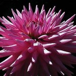 화려한 꽃잎 - <b>pink</b> (9)