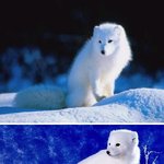 북극여우
