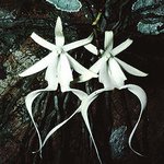 보기만해도 섬뜩해, 유령 <b>난초</b>!!