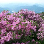 <b>소백산</b> 철쭉 30