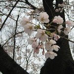 [07.04.07] <b>벚꽃축제</b> 참여기