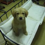 어린 <b>앙리</b>
