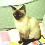 우리 <b>로미</b>..이뿌니..^^