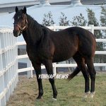 50억원 <b>호가</b>하는 말 `메니피'