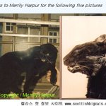 <b>전설적</b> 희귀 동물 토끼 얼굴의 검은 고양이