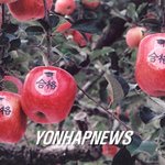 수험생에게 인기높은 <b>네모</b>모양 사과.