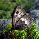 한라산의 신비 09